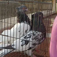 کله سیاه و سبز