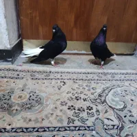 سوسنگرد