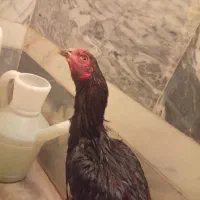 فروش یه جفت خروس لاری و پاکوتاه