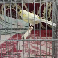 قناری ماده سوپر|پرنده|ابریشم, |دیوار