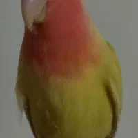 کوتوله‌برزیلی