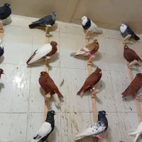 دسته رنگی|پرنده|دزفول, |دیوار
