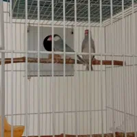 فنچ مولد نرگسی