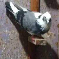 کبوتر پرشی|پرنده|اسالم, |دیوار