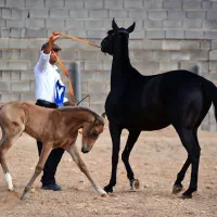 پانسیون و. نگهداری اسب و مشاوره