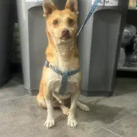 واگذاری رایگان|سگ|باغستان, |دیوار