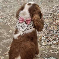 سگ نژاد کمیاب کاوالیر گینگ چارلز