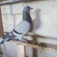 سبز گرفتنی|پرنده|اهواز, بهارستان|دیوار