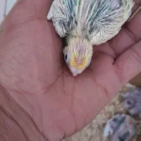 جوجه عروس هلندی سرلاکی|پرنده|داراب, |دیوار