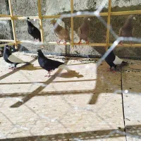 کفترکبوترسینه سیاه زاغ دم سفیدچادری سیاه کفتررنگی