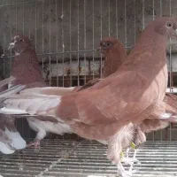 جوجه سرخ شمرونی پرشی