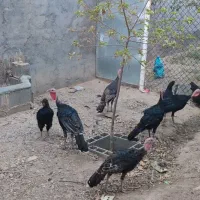 مرغ خروس باقلمون