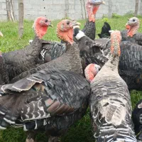 بوقلمون نر ماده