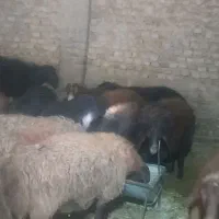 بره نر چاق درجه یک|حیوانات مزرعه|تویسرکان, |دیوار