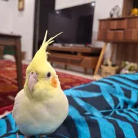 عروس هلندی نر سخنگو