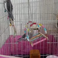 عروس هلندی|پرنده|محمدشهر, زیبادشت|دیوار