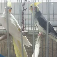 عروس هلندی|پرنده|اشتهارد, |دیوار