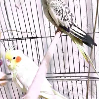 عروس هلندی رام و طوطی کوتوله نر معاوضه|پرنده|گلباف, |دیوار