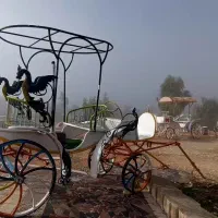 کالسکه اسب|اسب و تجهیزات اسبسواری|کازرون, |دیوار