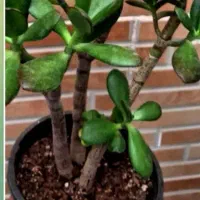 گل الوکازیو|گل و گیاه طبیعی|بروجرد, |دیوار