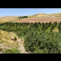 باغ|فروش دفتر صنعتی، کشاورزی، تجاری|کوهین, |دیوار