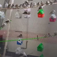 فنچ. دورگ کینگ