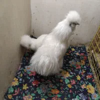 خروس ابریشمی سالم معاوضه با خروس لاری بدون مرغ