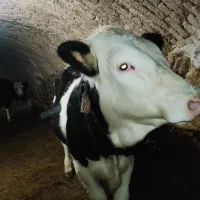 گوساله نر سیمینتال