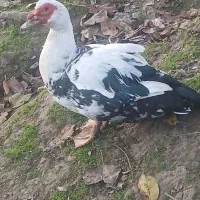 اردک اسرائیلی نر سنگین وزن|حیوانات مزرعه|اطاقور, |دیوار