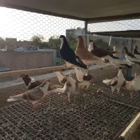 کبوتر خوشرنگ از جوجه تازه دانخور تا مولد|پرنده|لنجان, |دیوار