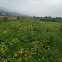 فروش زمین کشاورزی