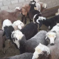 فروش بره نر وماده|حیوانات مزرعه|اوز, |دیوار