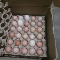 تخم مرغ تک زرده ودوزرده گلپایگان.