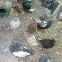 کبوتر|پرنده|داراب, |دیوار