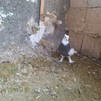 کفتر طوقی سیاه