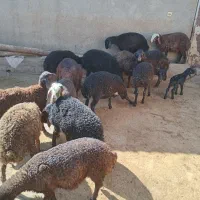 ۲۰عدد بره ماده|حیوانات مزرعه|شیرینسو, |دیوار
