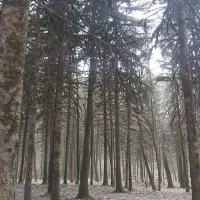 چوب بری حرص درختان