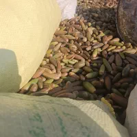 فروش بلوط امسال ب صورت تحویلی