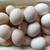 تخم مرغ نطفه دار محلی|حیوانات مزرعه|آستانه اشرفیه, |دیوار