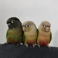 طوطی گرینچک و برزیلی