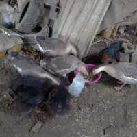 جوجه وغوغاز