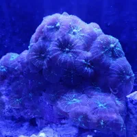 مرجان و لوازم آب شور