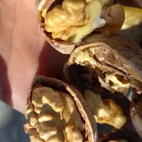 گردو تازه امسال