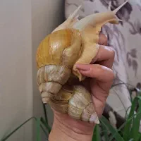 حلزون های البینو همه مولد