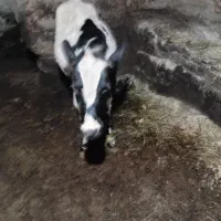 گوساله ۱۰ ماهه بسیار عالی