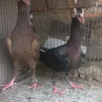 کبوتر کاریر