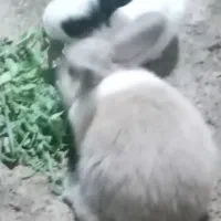 خرگوش زیبا قشنگ خونگی بخاطرجا به جای میفروشم