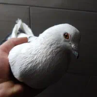 نر دم سیاه نا جلد