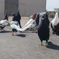 ۱۲ عدد کله سینه طوقی کلاغ نر پرشی