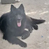 توله ژرمن شیپرد بلک مو بلند 2ماهه|سگ|مشهد, ویلاشهر|دیوار